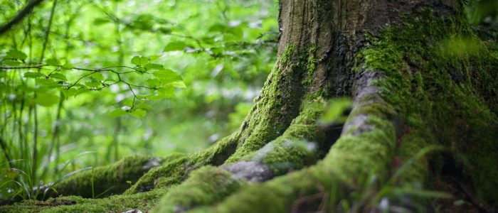 Wald & Stille